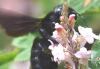 Xylocopa sp.